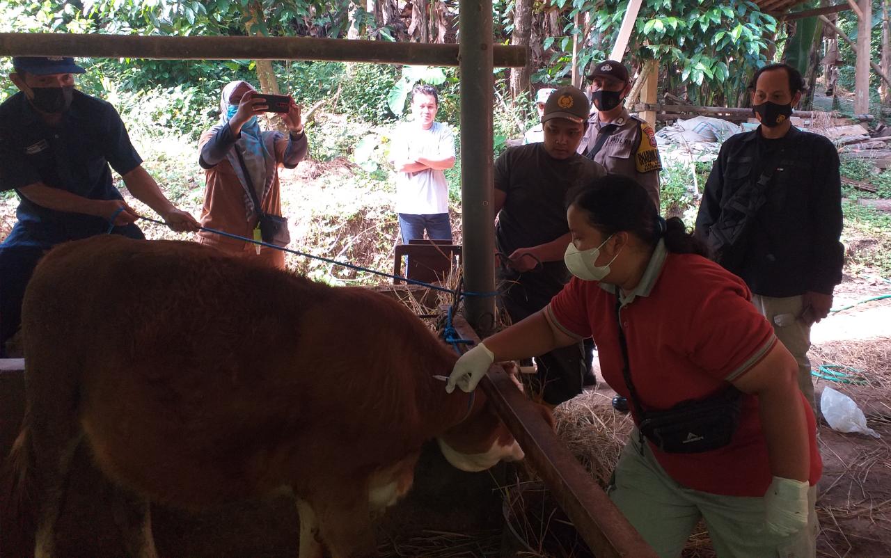 Antisipasi Penyakit PMK pada Hewan Ternak di Kalurahan Hargorejo